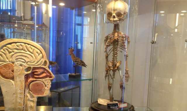 Nel liceo Flacco la ''Teca della memoria'': 240 anni di storia barese